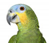 Granule pro střední papoušky